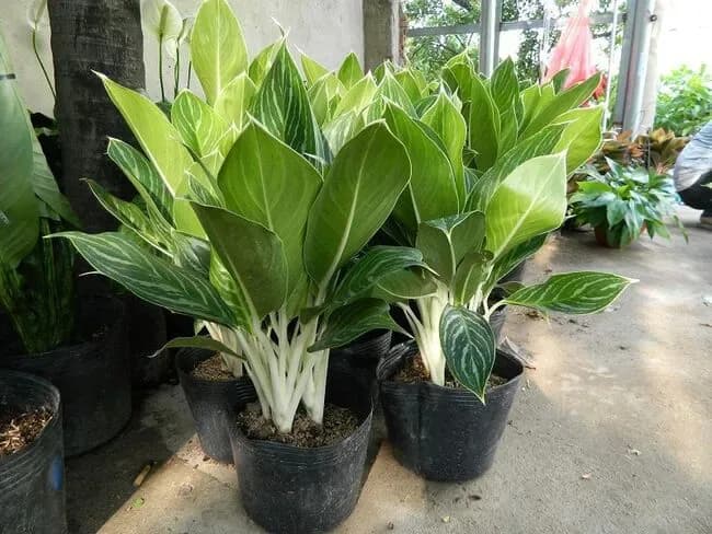 Cây Bạch Mã Hoàng Tử