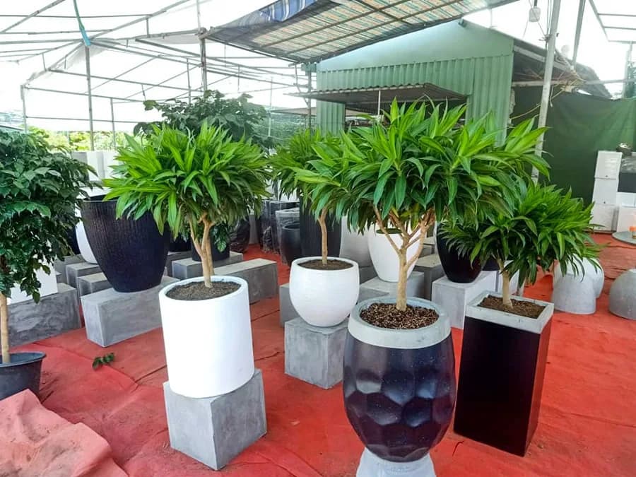 Bán cây văn phòng, cây để bàn, phong thuỷ tại Bắc Ninh