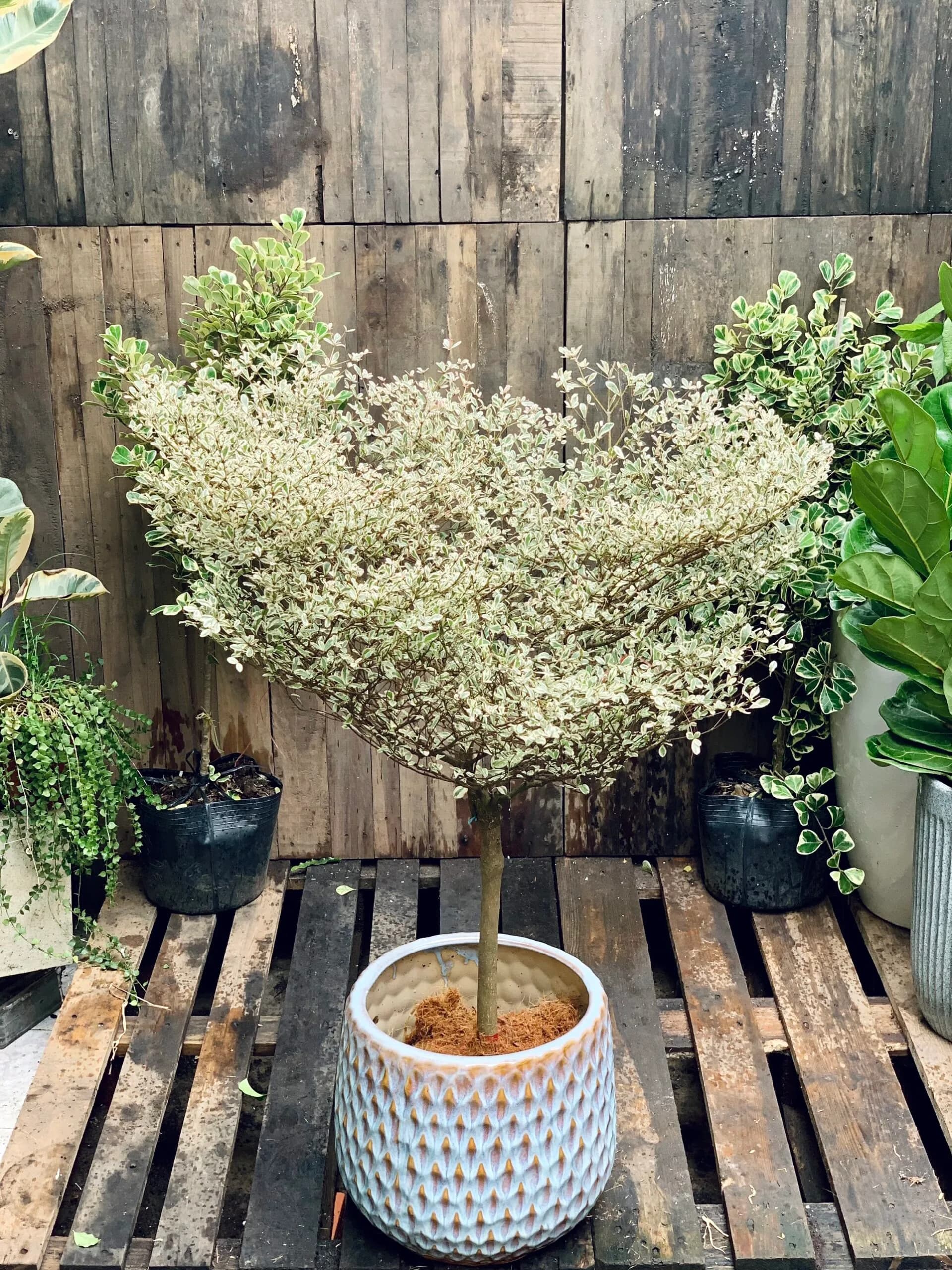 Cây bàng Kim Cương