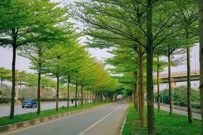 Báo giá cây xanh công trình tại Bắc Ninh