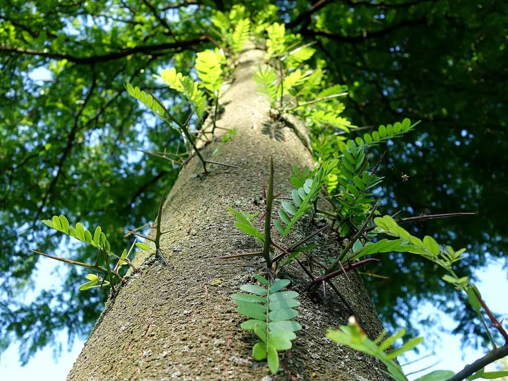 Cây Bồ Kết