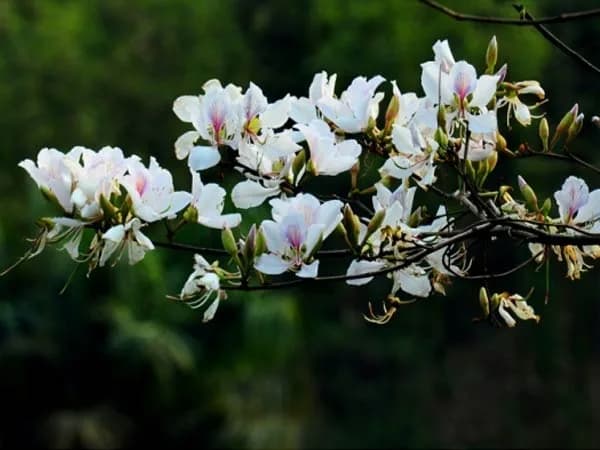 Cây hoa ban Tây Bắc