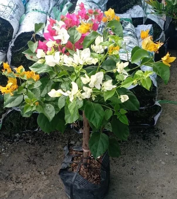 Hoa giấy ngũ sắc