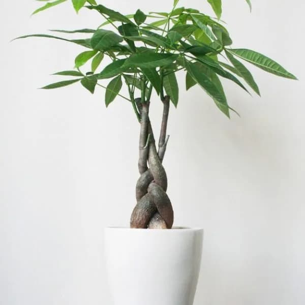 Cây Kim Ngân để bàn