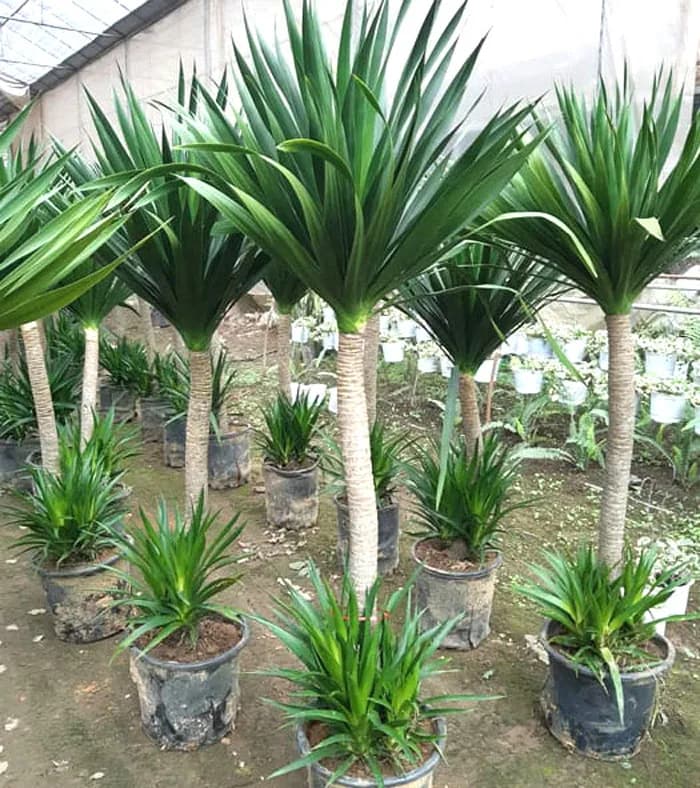 Cây Phát Tài Núi