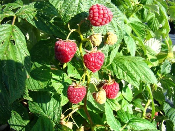 Cây phúc Bồn Tử