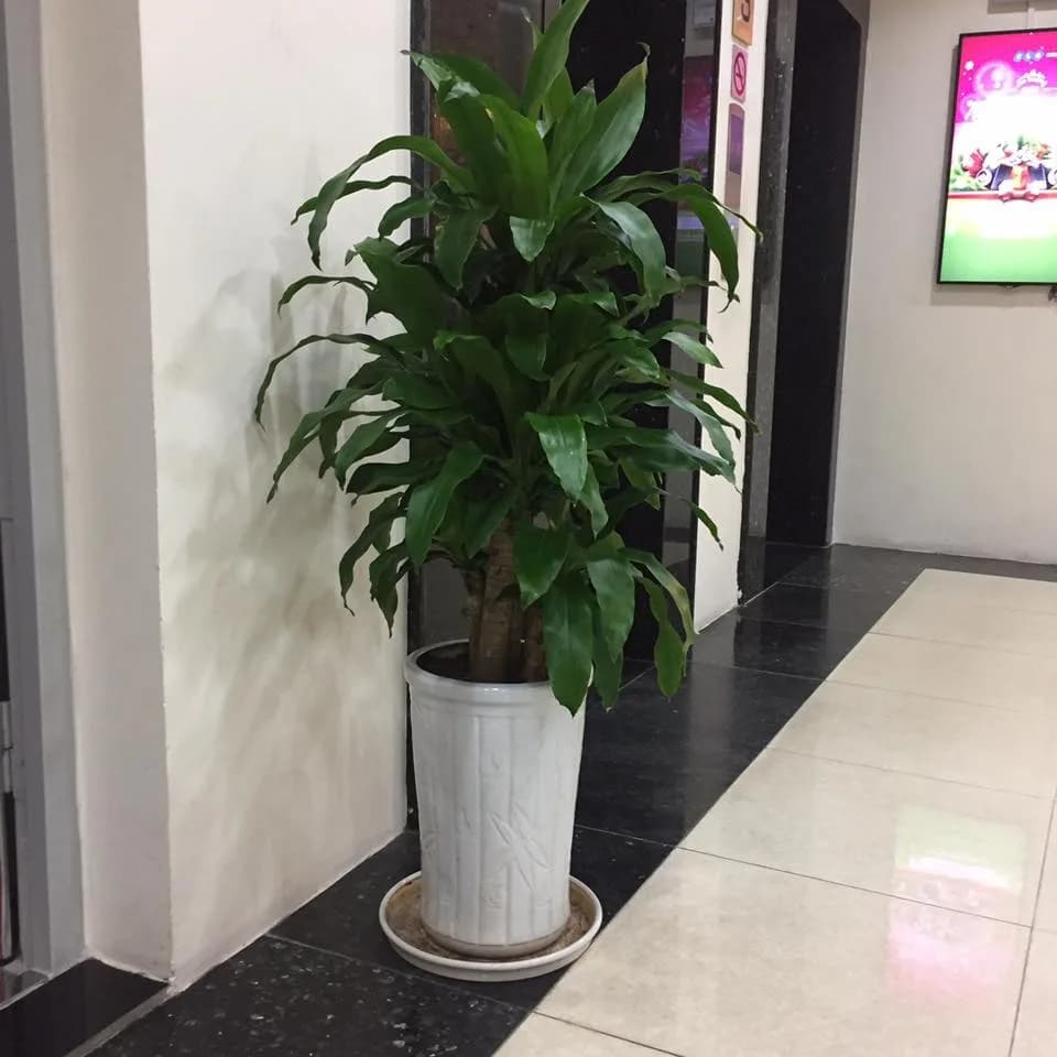 Cây Thiết Mộc Lan