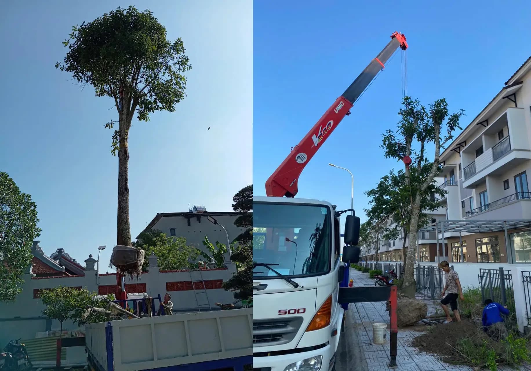 Cây Xanh Bắc Ninh: Tổng Kho Cây Công Trình & Dịch Vụ Cảnh Quan Uy Tín Số 1