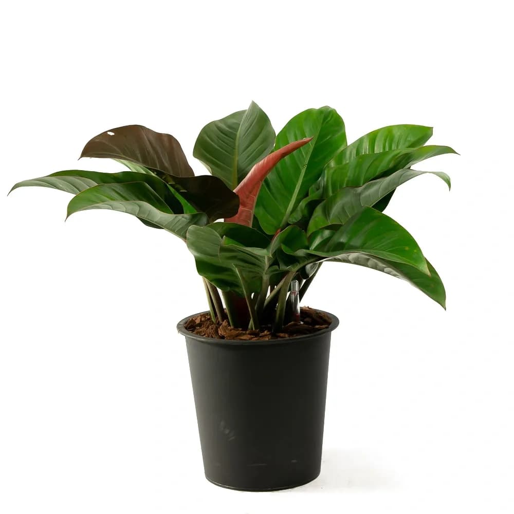 Cây Trầu Bà Đế Vương Đỏ