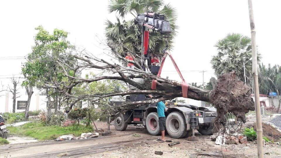 Dịch vụ di dời cây xanh chuyên nghiệp tại Bắc Ninh