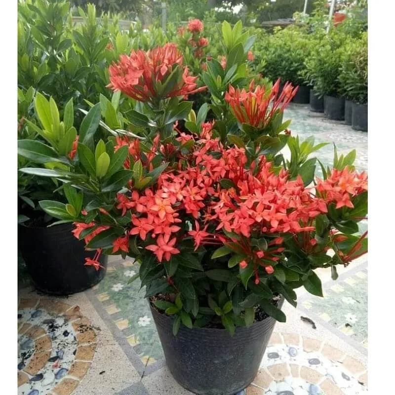 Cây Hoa Mẫu Đơn