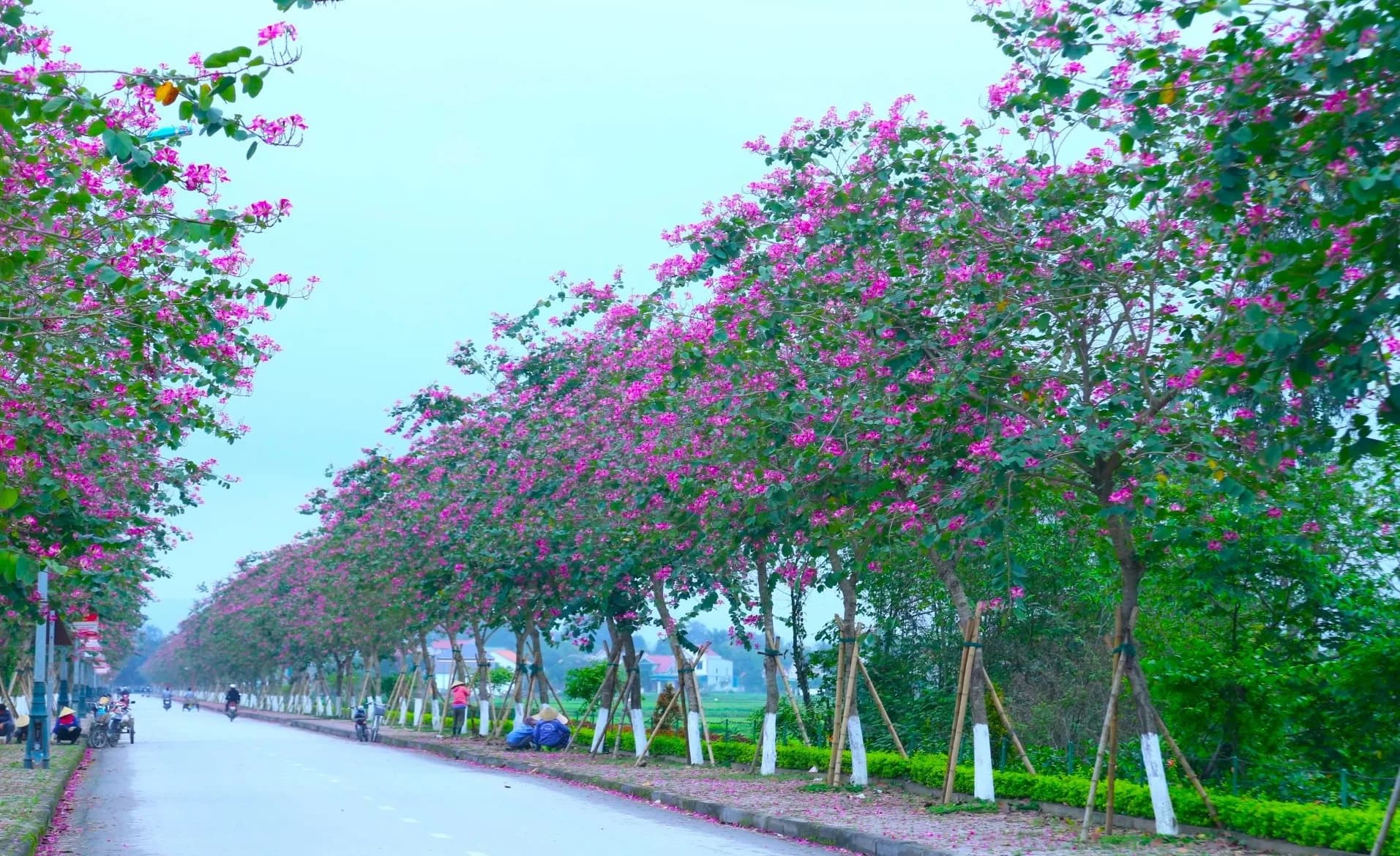 Mua cây bóng mát hoa đẹp tại Bắc Ninh