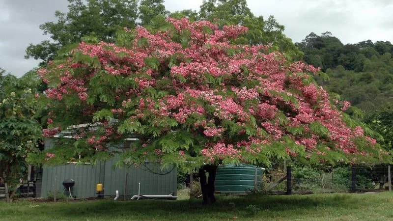 Cây Muồng Anh Đào