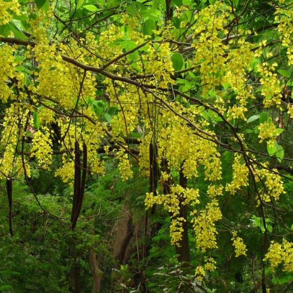 Cây Muồng Hoàng Yến