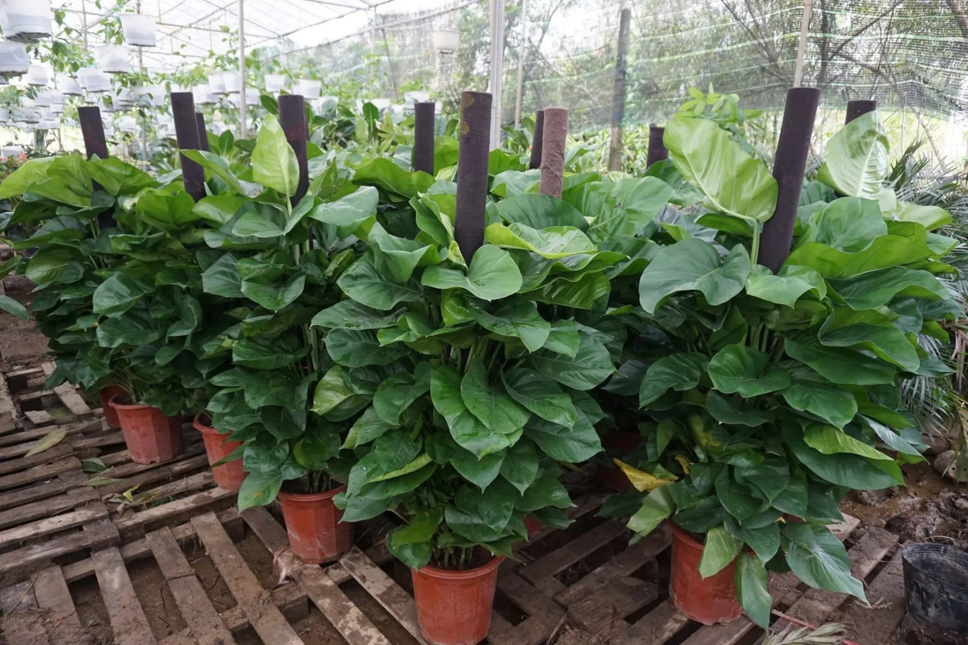 Chậu cây Trầu bà leo cột