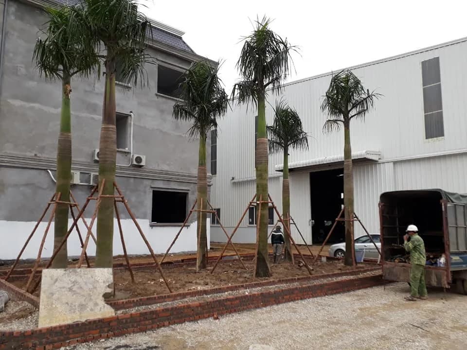 Cung Cấp Cây Xanh Và Thi Công Cây Công Trình Gần Khu Công Nghiệp Đình Trám, Bắc Ninh