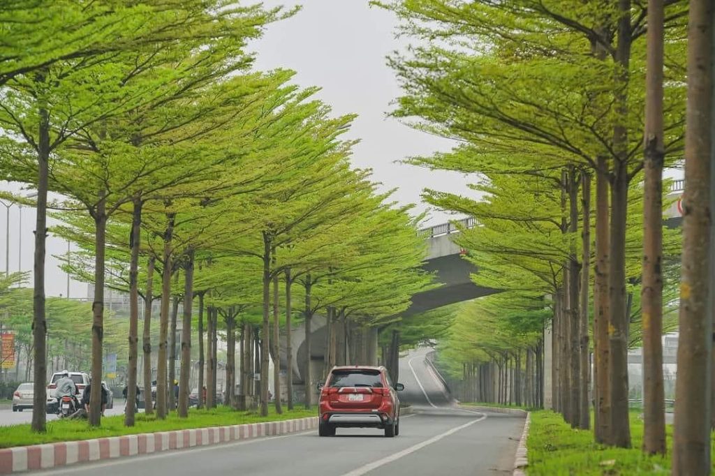 cây bàng Đài Loan tại bắc giang
