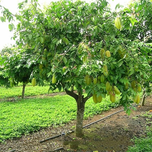 cây khế chua